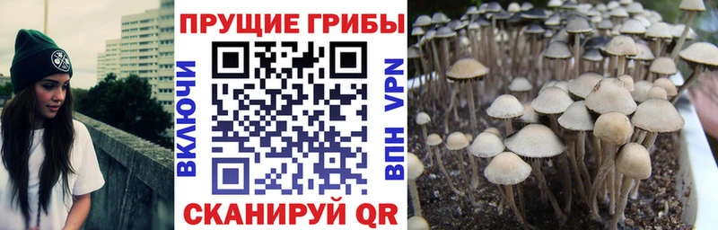 Галлюциногенные грибы GOLDEN TEACHER  наркота  Ряжск 